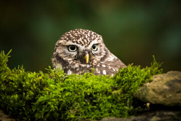 Little owl looking over top of moss-covered wall
