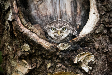 Little owl camouflaged in its woodland setting
