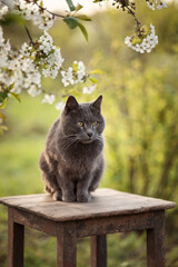 Obraz premium A photo of a gray cat near a cherry blossom.