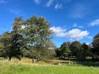 landscape with trees