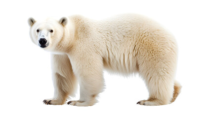 Fototapeta premium Majestic White Bear Standing on Isolated White Background - Stock Photo