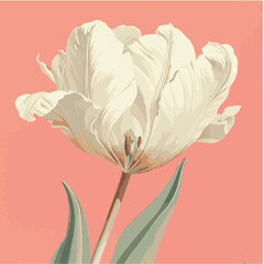 Elegant White Tulip Flower Illustration Botanical Art Print