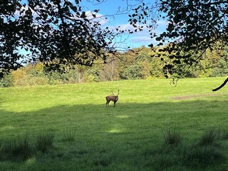 deer in the woods