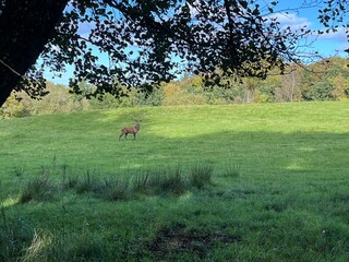 deer in the woods