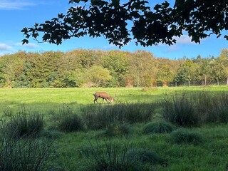 deer in the woods
