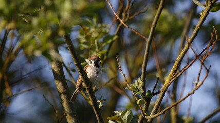 Tree sparrow perched in a tree