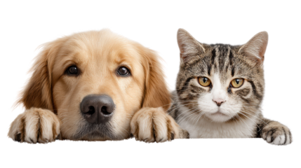 A curious golden retriever and a tabby cat posing together, showcasing friendship and companionship.