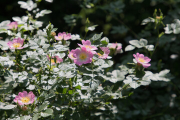 A group of flowers