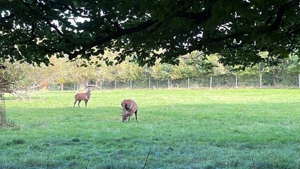 deer in the forest