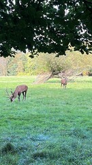 deer in the forest