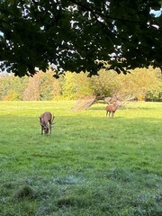 deer in a field