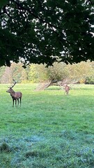 deer in a field
