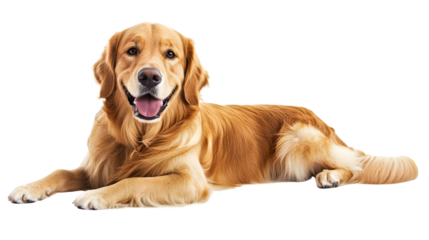 Friendly Golden Retriever Dog Isolated on Tranasparent Background for Your Design Projects