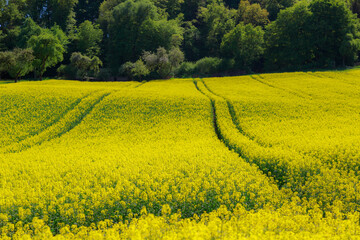 Weites gelbes Rapsfeld vor dichtem Wald und blauem Himmel, das eine friedliche ländliche...
