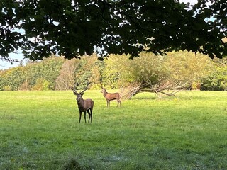 deer in the grass