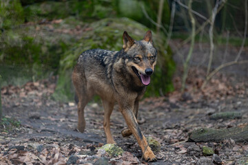 Close-up of an iberian wolf, loup ibérique