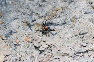 Close-up of a spider on rocky ground, showcasing its detailed body and legs.