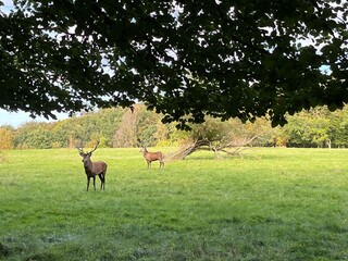 deer in the grass