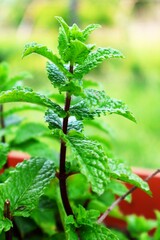 mięta w doniczce-polska © Piotr