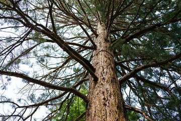 Upward view of a tall tree with sprawling branches and green foliage.