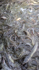 full view of catfish in a pond ready to be harvested.