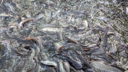 full view of catfish in a pond ready to be harvested.