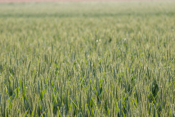 A lush green wheat field with dew-covered stalks under a soft morning light.