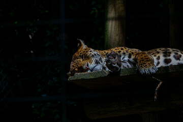 A leopard sleeping peacefully on a wooden platform in a dark, shaded area. The jaguar (Panthera...