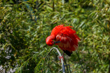 A vibrant scarlet ibis preening its feathers on a branch amidst lush greenery. The scarlet ibis, sometimes called red ibis (Eudocimus ruber), is a species of ibis in the bird family Threskiornithidae