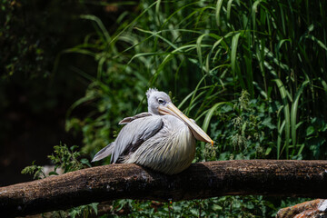 A pelican resting on a log surrounded by lush green foliage. Pelicans (genus Pelecanus) are a genus of large water birds that make up the family Pelecanidae.