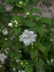 Philadelphus 'Virginal', white blooming flowers among green leaves in natural habitat