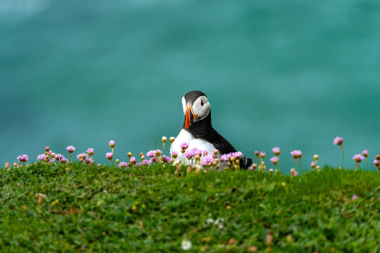 Papageientaucher im Bl&uuml;tenmeer mit Meereshintergrund auf Saltee Island