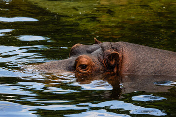 Hippopotamus Partially Submerged Water