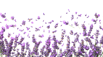 Vibrant Lavender Flowers Blooming in the Background