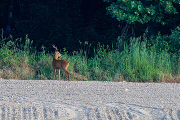 A deer or true deer is a hoofed ruminant ungulate of the family Cervidae (informally the deer family