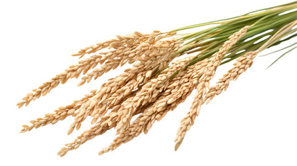 Fresh Rice Isolated on Tranasparent Background for Food Concepts in High-Quality Image