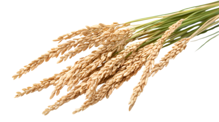 Fresh Rice Isolated on Tranasparent Background for Food Concepts in High-Quality Image