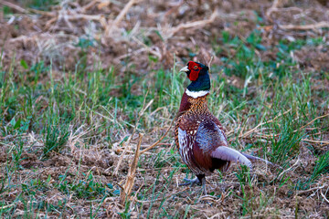 The common pheasant (Phasianus colchicus), ring-necked pheasant, or blue-headed pheasant, is a bird...