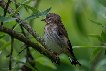 A small bird perched on a branch surrounded by green leaves, with a blurred background. The European goldfinch or simply the goldfinch (Carduelis carduelis) is a small passerine