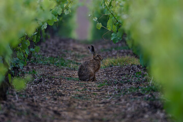 A rabbit sits on a dirt path in a lush vineyard, surrounded by green grapevines. The European hare (Lepus europaeus)