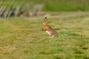 A brown hare is captured mid-leap in a grassy field, showcasing its agility and speed. The background is blurred, emphasizing the hare's movement and energy. The European hare (Lepus europaeus)