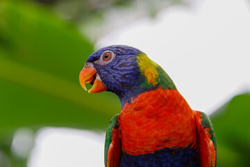 A vibrant rainbow lorikeet perched against a blurred green background. The coconut lorikeet (Trichoglossus haematodus), also known as the green-naped lorikeet, is a parrot in the family Psittaculidae.