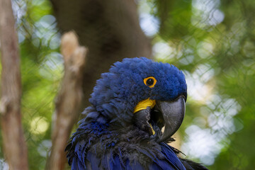 A vibrant blue parrot with a yellow eye ring perched on a branch, creating a natural and serene setting. The hyacinth macaw (Anodorhynchus hyacinthinus), or hyacinthine macaw, is a parrot