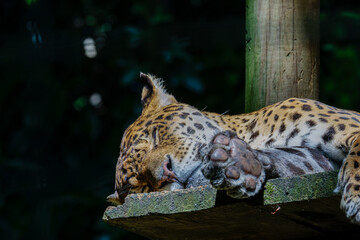 A leopard sleeping peacefully on a wooden platform in a forest setting. The jaguar (Panthera onca)...
