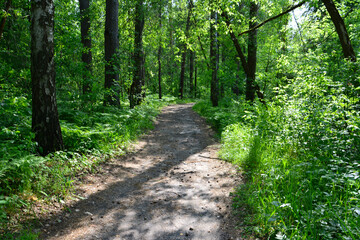 A deep and green forest with a path bathed in sunlight