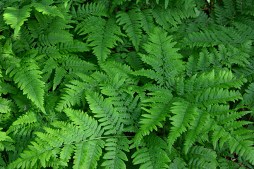 Vibrant green ferns growing in a forest fern leaves background