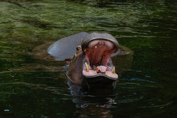 A hippo with its mouth wide open in a dark, murky water setting. The pygmy hippopotamus or pygmy...