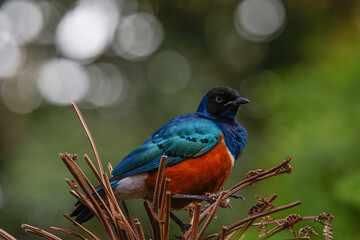 A vibrant bird with blue, orange, and black plumage perched on dry branches against a blurred green background. The superb starling (Lamprotornis superbus) is a member of the starling family of birds.