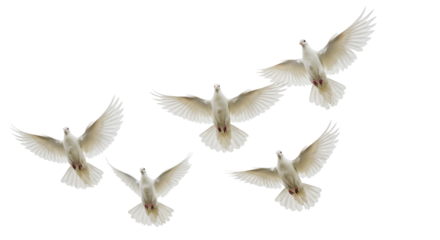 A serene flock of white doves soaring in unison emblems of peace and hope against a vast night on transparent background