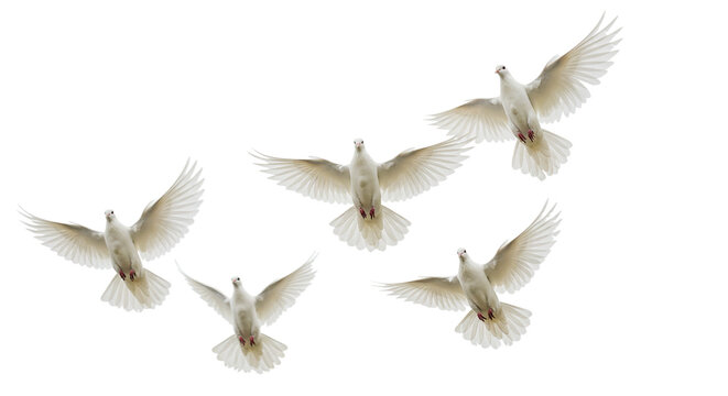 A serene flock of white doves soaring in unison emblems of peace and hope against a vast night on transparent background